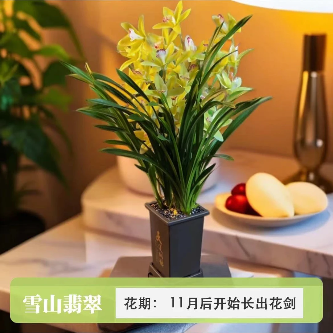 四季兰雪山翡翠兰花苗6-8株连体苗兰场基地直发带方盆种好