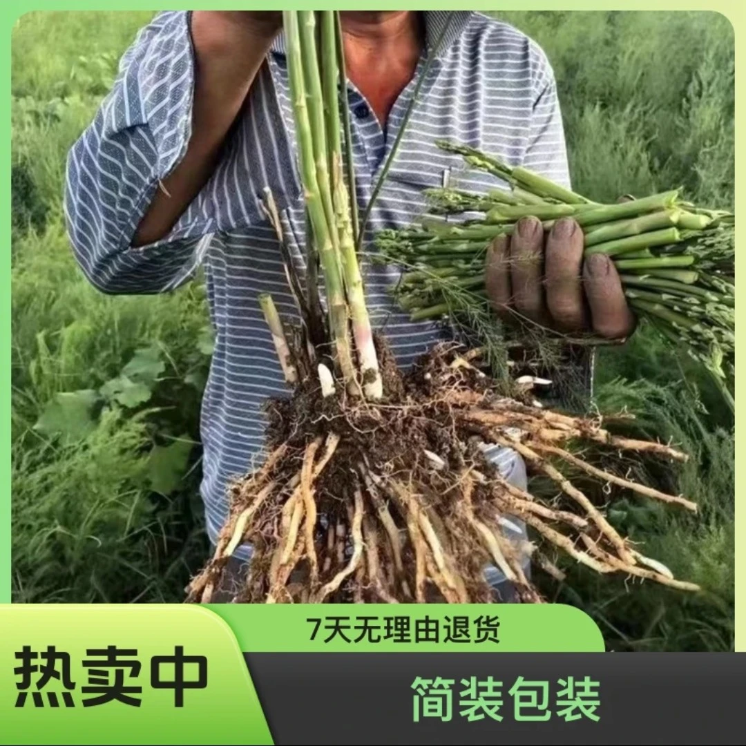 新芦笋苗芦笋根苗芦笋蔬菜苗四季种植种苗阳台盆栽绿植家庭蔬菜苗