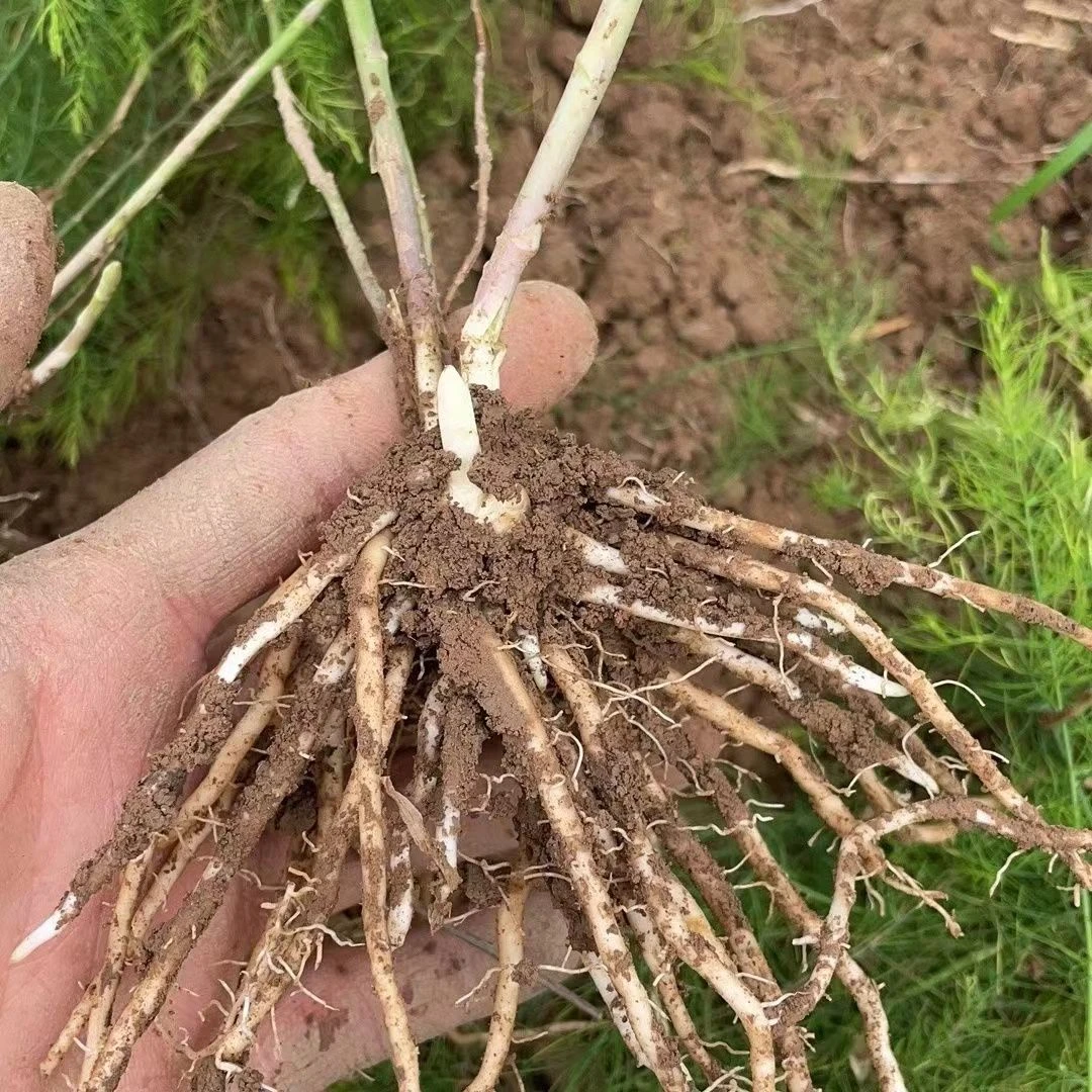 芦笋种苗精选优质根苗四季耐寒种植食用蔬菜苗现挖根系浇水灌溉