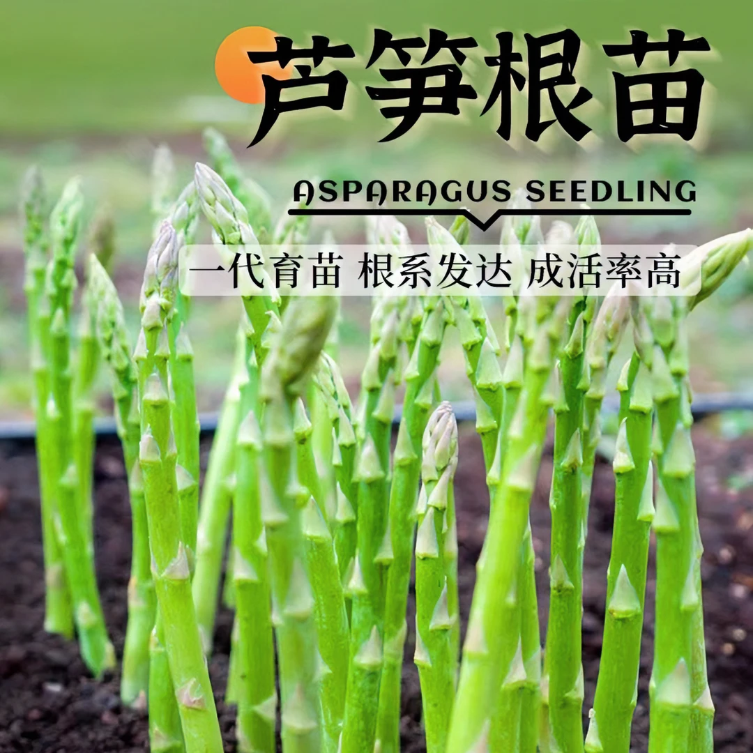 盛丰F1芦笋根苗绿色芦笋苗庭院四季种植多年生蔬菜苗耐寒成活