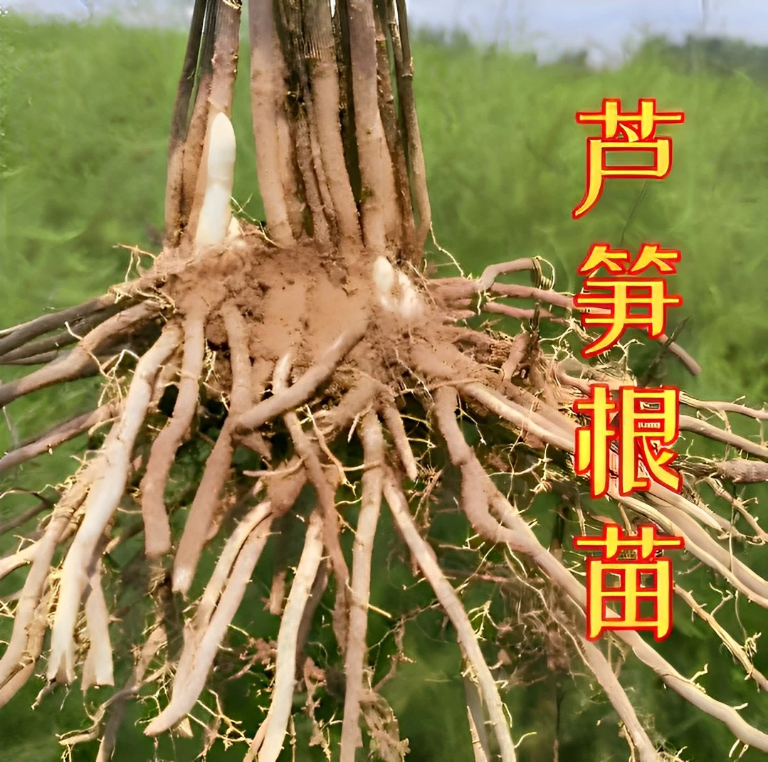 芦笋根苗耐热耐寒四季种植高成活绿色家庭芦笋苗蔬菜苗浇水灌溉
