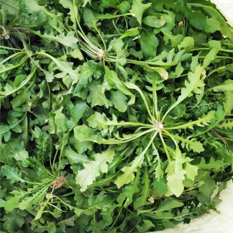 现挖野生荠菜39.9 三斤 包邮