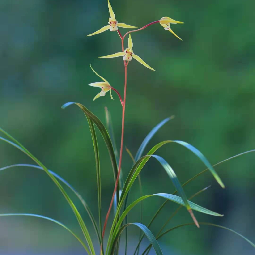 精品兰花直播专属链接【一物一拍，一物一价，非标准定价，裸根发货】