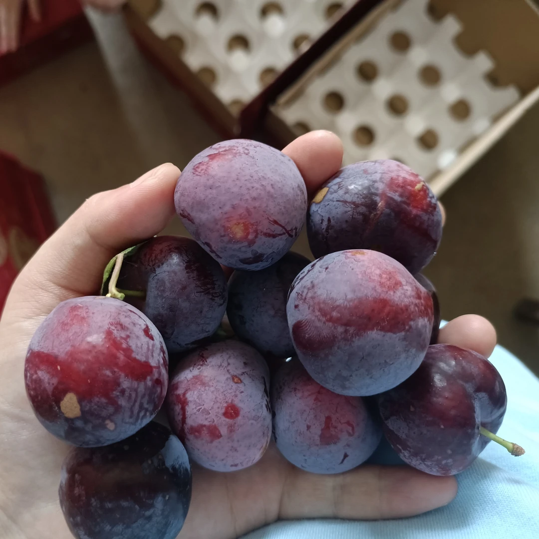 当季自家自然熟小李子酸甜脆口新鲜采摘包邮