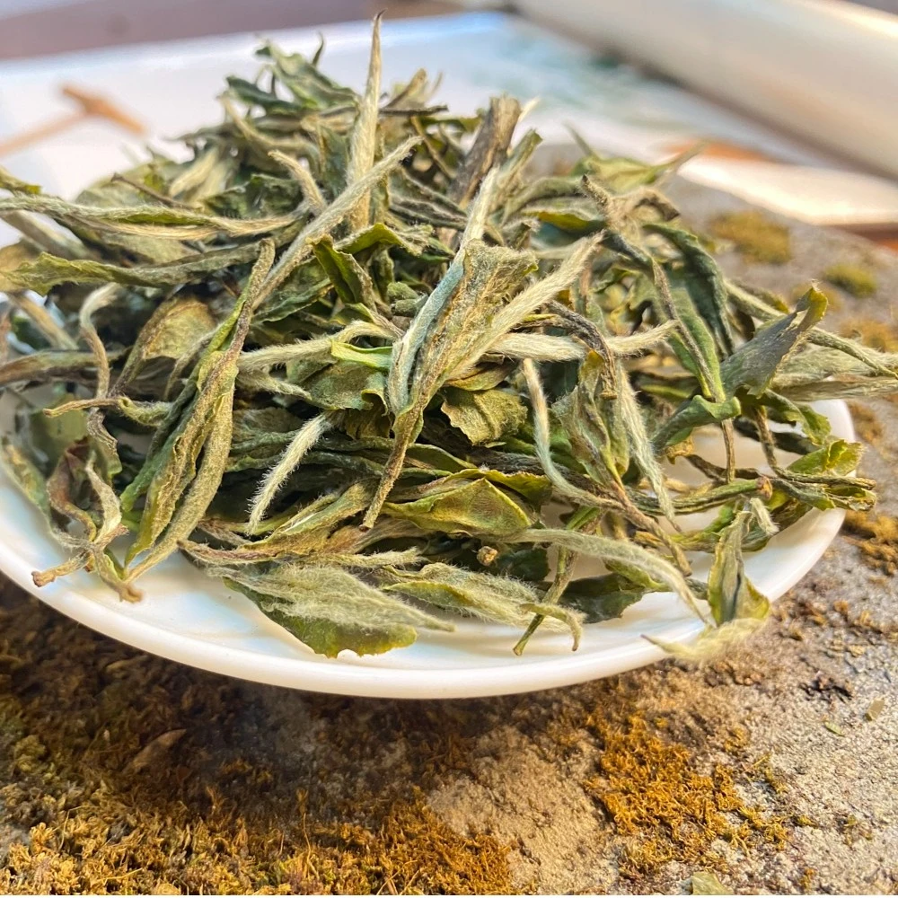 【管阳厂家直销】2023年福鼎白茶管阳高山华茶一号白牡丹炭焙工艺