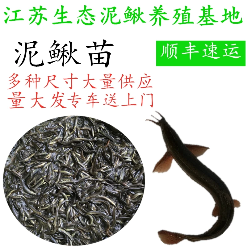 台湾小泥鳅苗本地青鳅东北金鳅水花鲜活筏钓养殖淡水乌龟龙鱼饲料