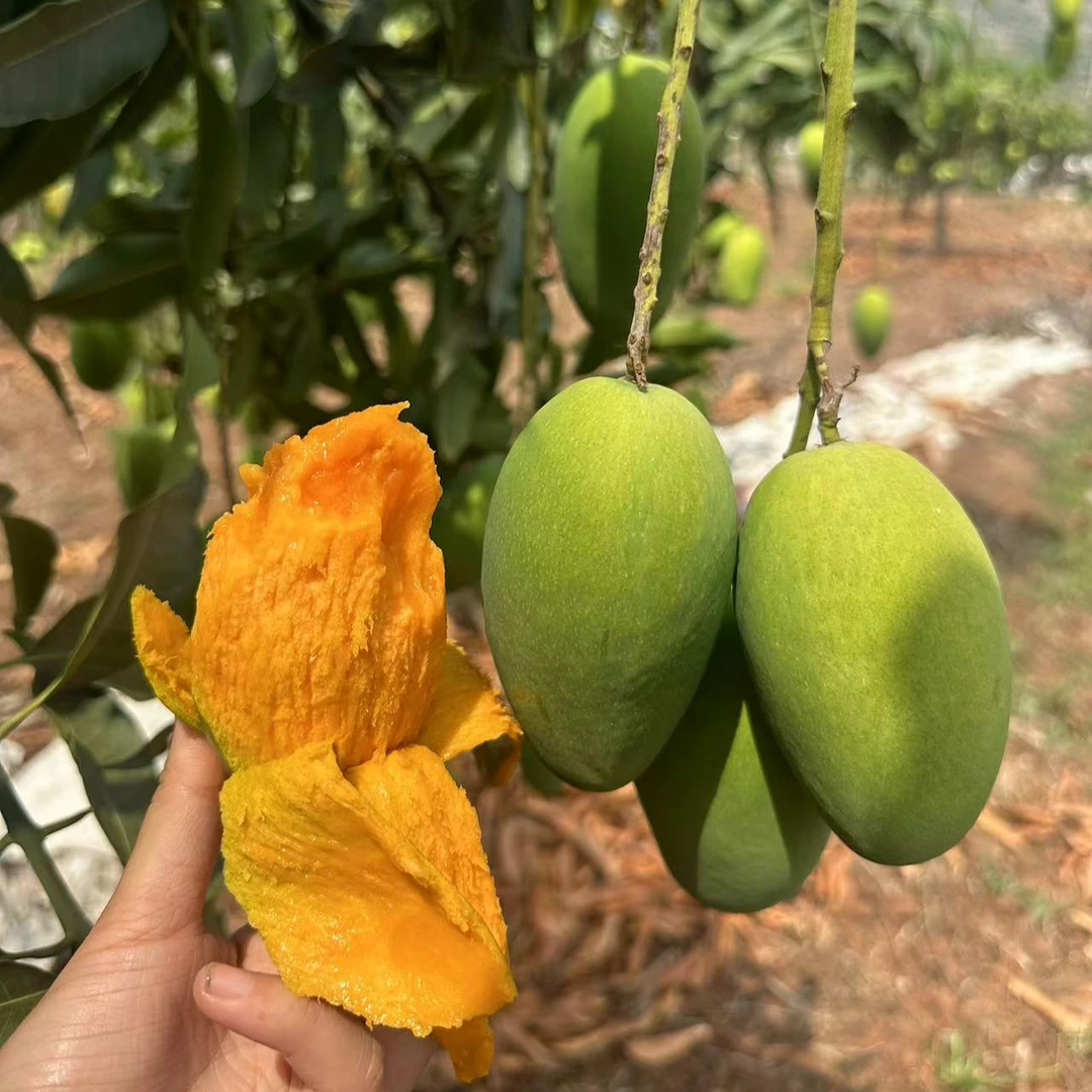 张张家的攀枝花椰香芒果带箱十斤
