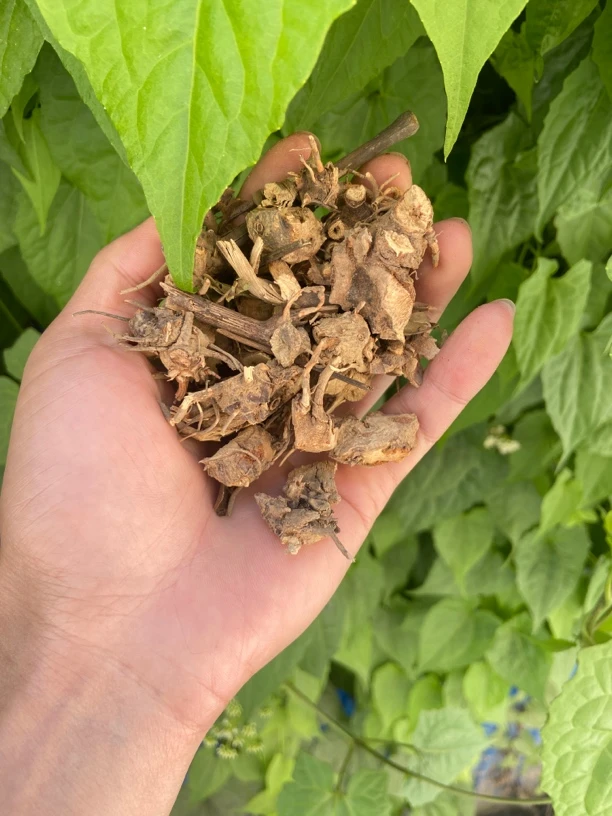 【彭彭现収山货】肖-大-宝-贝-精-选200g-500g初级农产品