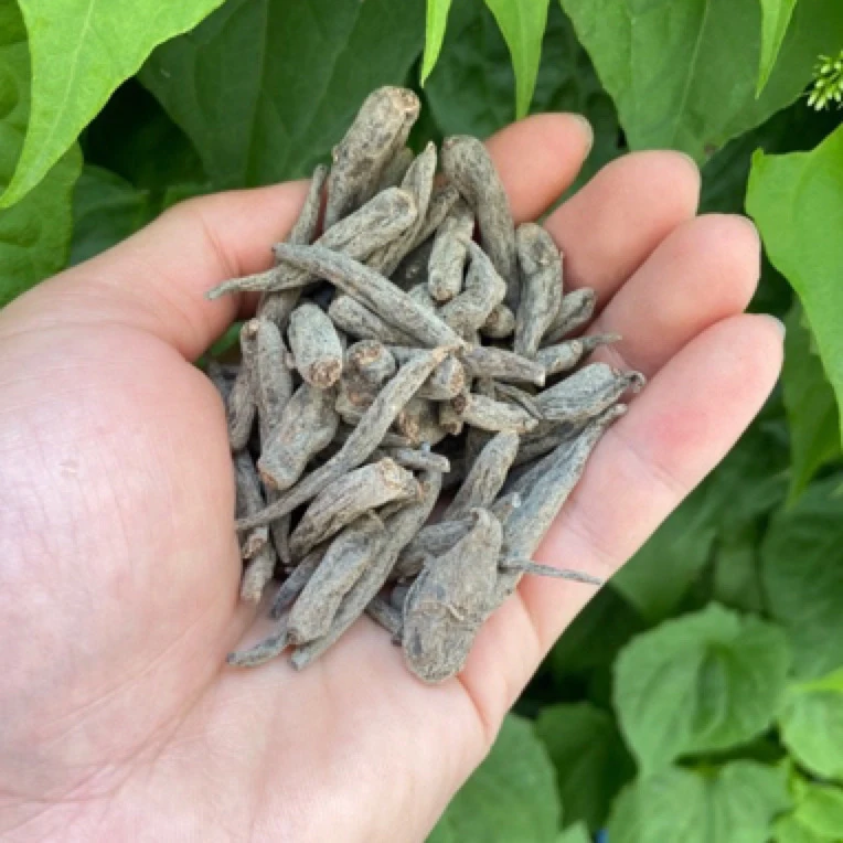 【彭彭现収山货】双-生-太-阳-参150g-500g初级农产品