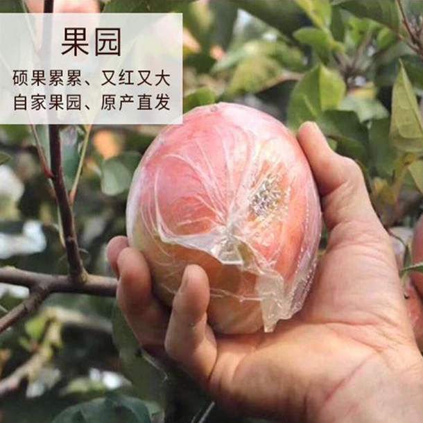 徐州丰县大沙河苹果12只装脆甜可口冰糖心
