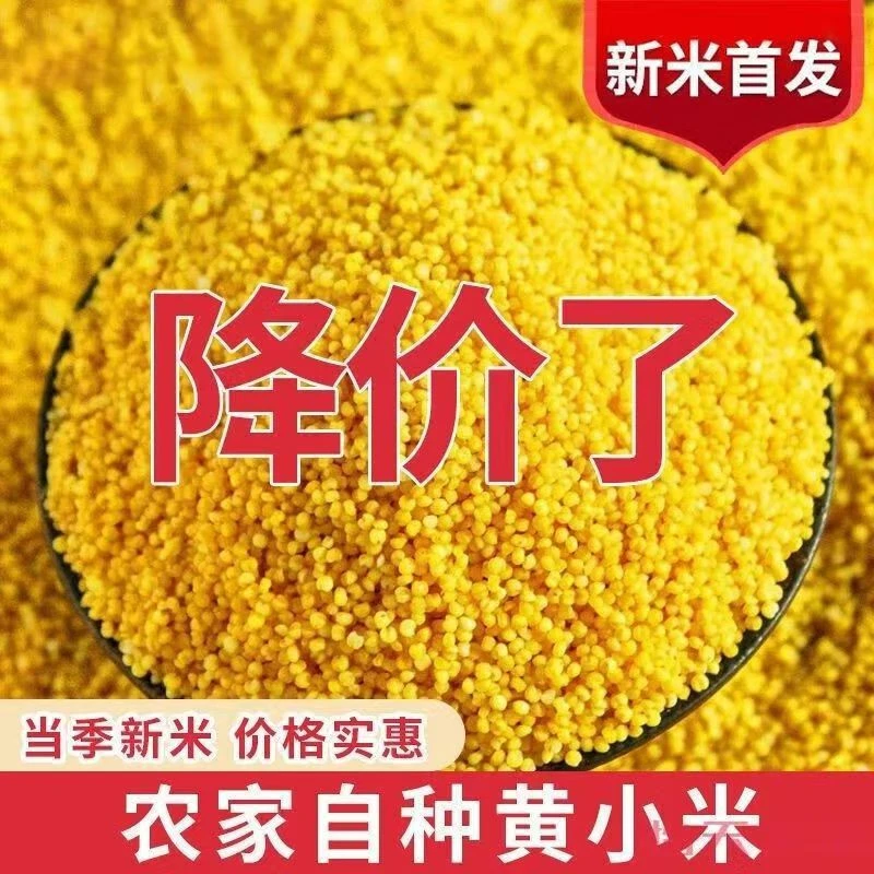 沂蒙山正宗黄小米月子米好吃美味地方特产生态