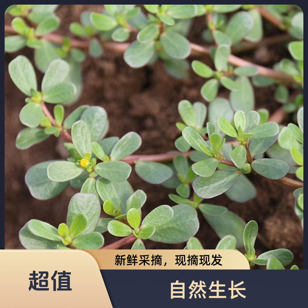 野生现挖马齿苋五行草