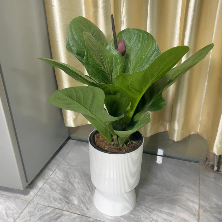 聚宝盆大叶绿植鸟巢花烛盆栽客厅招财发财树水培植物室内好养花卉