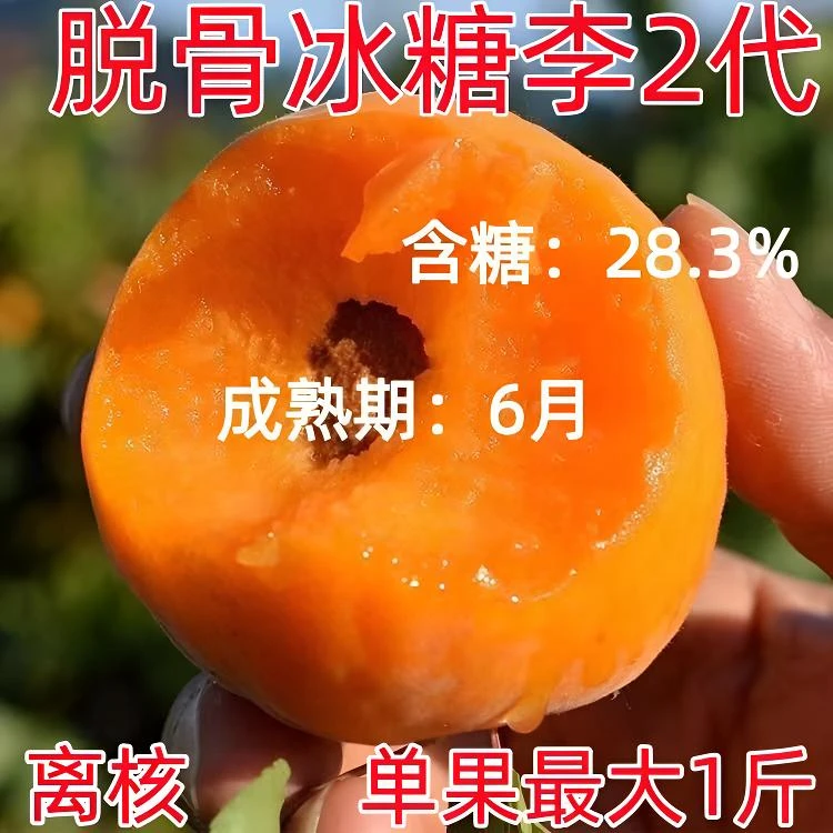 正宗蜂糖李子嫁接脱骨冰糖李子果树苗南北方四季种植果树地载庭院