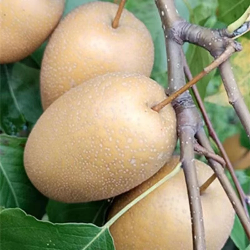 正宗金珠果梨树苗嫁接梨树苗盆栽地栽果树苗晚熟耐寒沙梨当年结果
