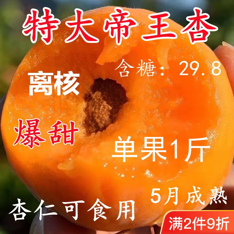 嫁接帝王杏树苗特大甜杏果树南北方种植耐寒耐旱当年结果