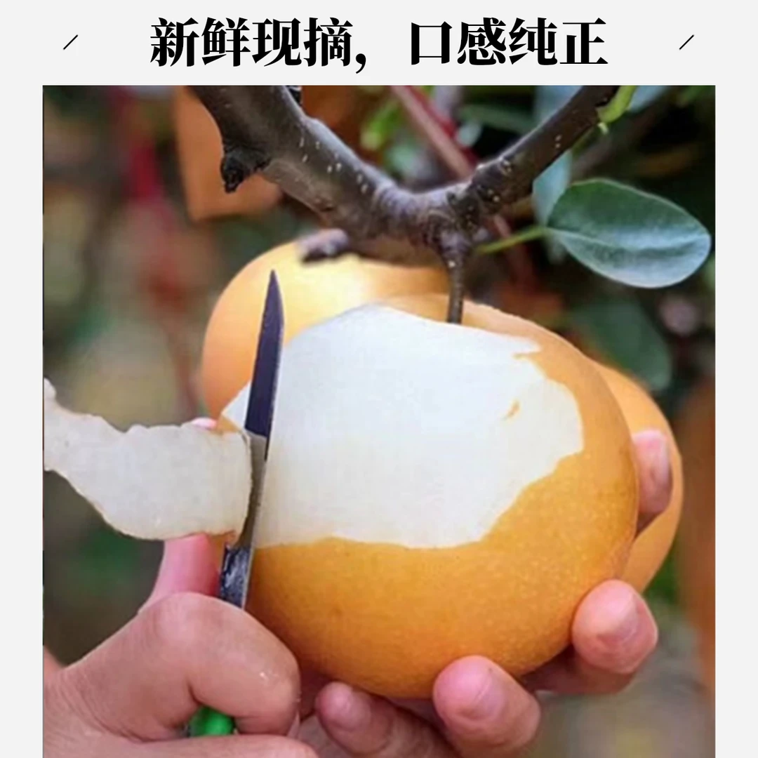 新品梨树苗秋月梨树嫁接梨树苗晚秋果大盆地栽南北方种植当年结果