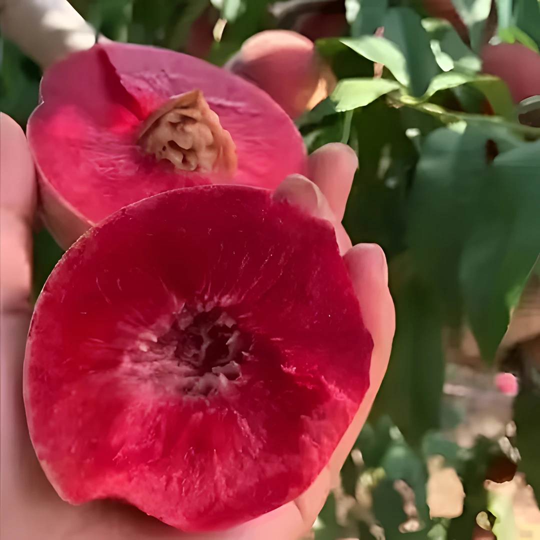 嫁接血桃树苗特大超甜离核早熟新品种南北方种植盆栽地栽当年结果