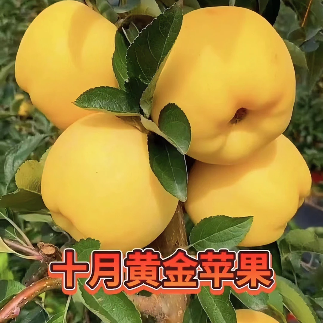 嫁接黄金苹果树苗新品种特大超甜盆栽地栽晚熟苹果树苗南北方种植