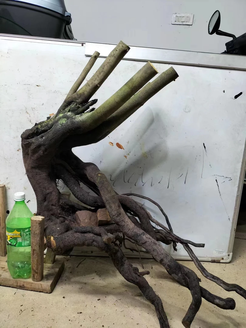 生桩、熟桩、嫁接桩、精品根艺.