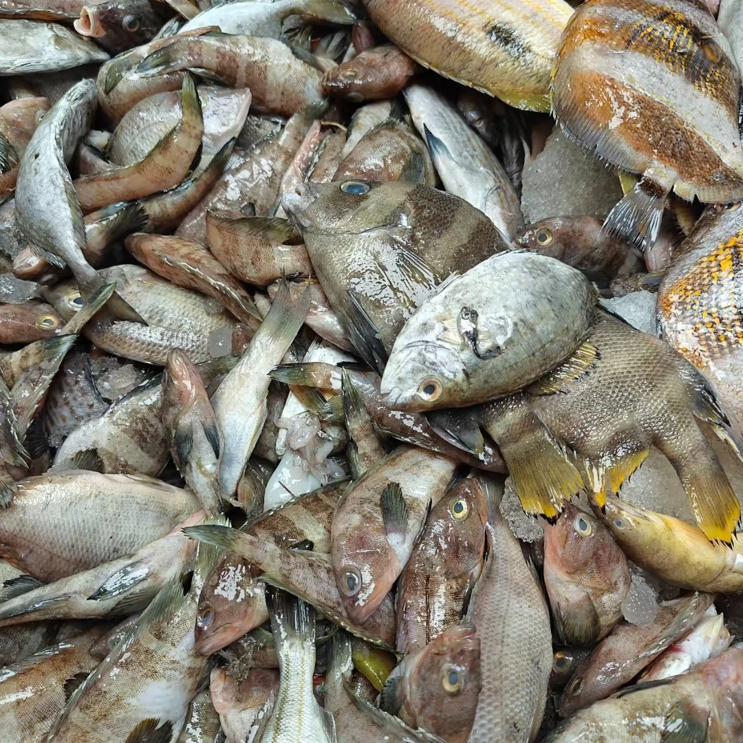 鲜海杂鱼 5斤包装