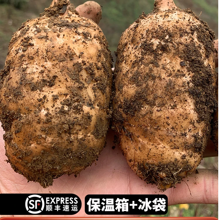 顺丰快递 云南小草坝天麻中秋送礼盒装新鲜产地直发云种植天麻