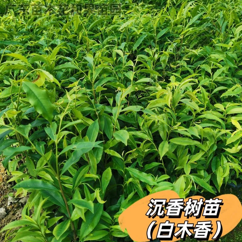 沉香树苗正宗海南土沉香树苗嫁接奇楠沉香树苗白木香珍贵树苗种植