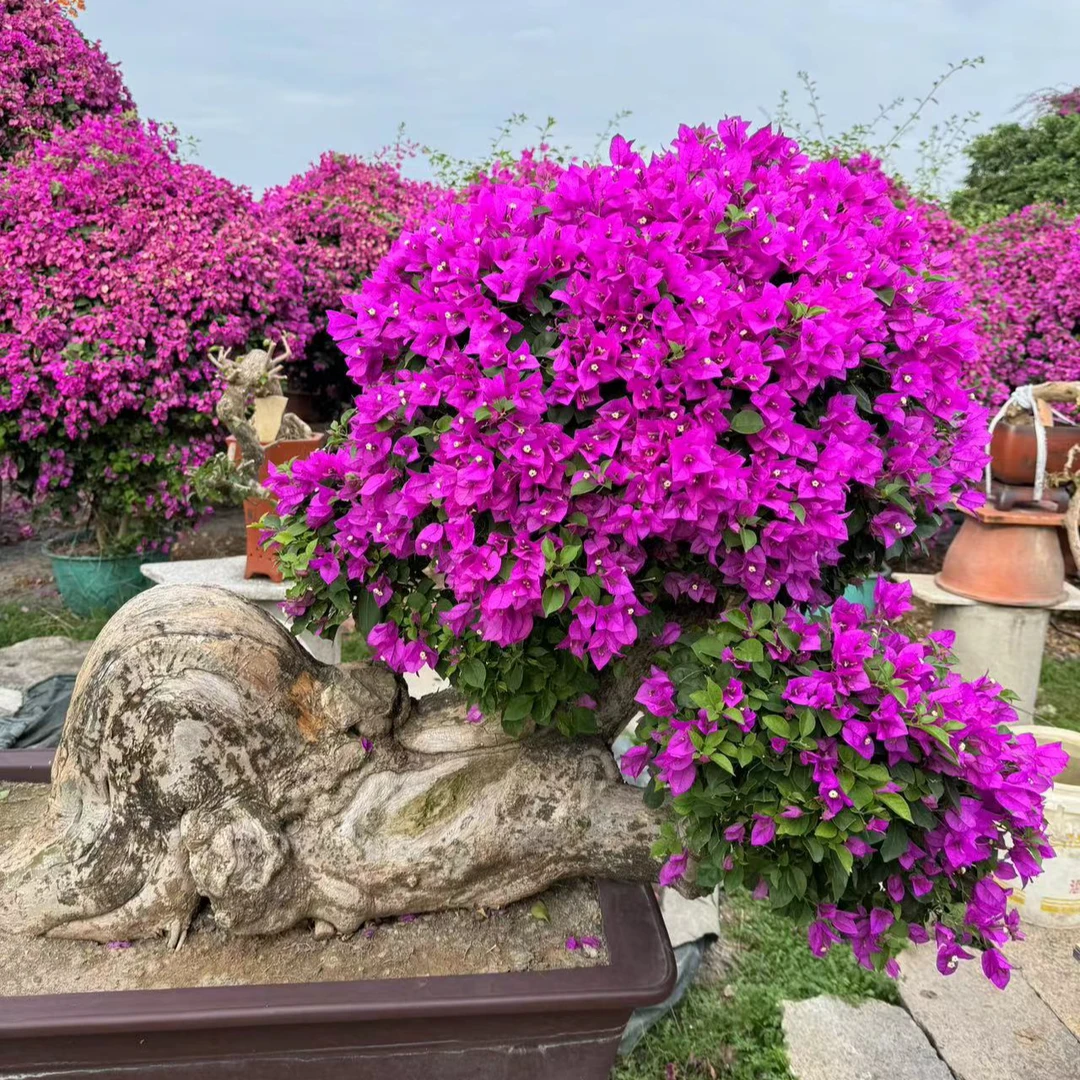 庭院盆景三角梅【一物一拍】品种齐全 别墅庭院花卉植物