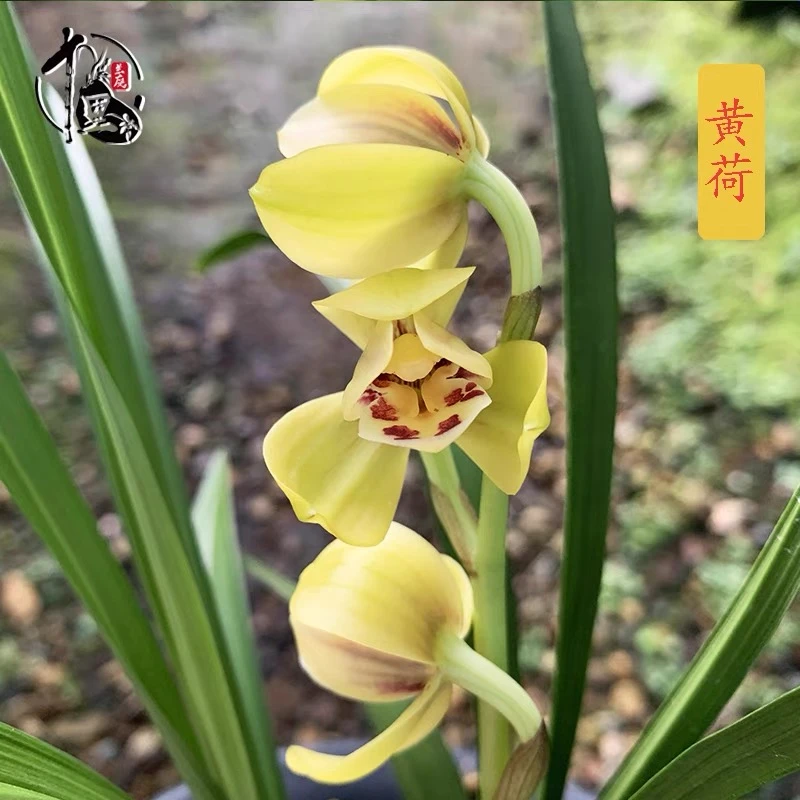 建兰黄荷 正格黄花荷瓣 高档室内好养盆栽 精品国兰浓香绿植花卉
