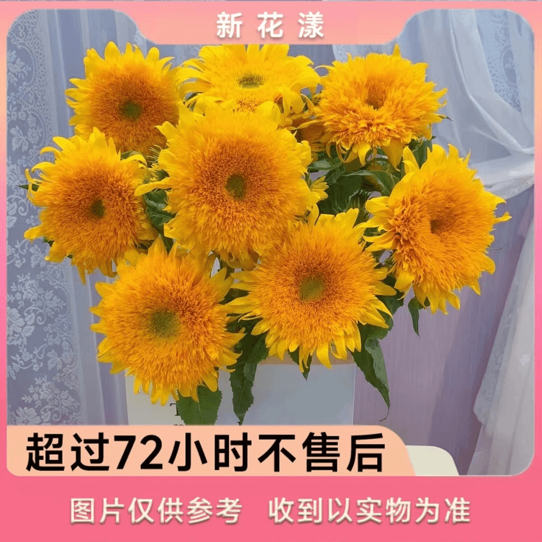 【梵高油画丨向日葵】A级向日葵高品质重瓣油画鲜花云南直发