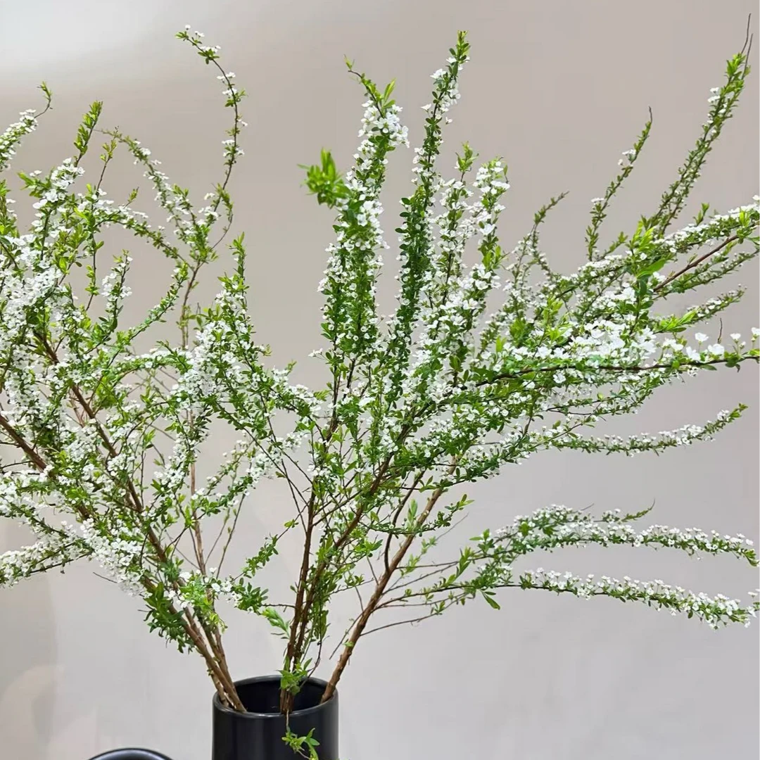 鲜切枝雪柳云南基地直采直发遇水开花水培鲜切花