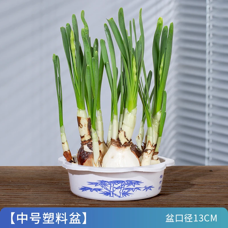 【带盆发货】漳州水仙花种球水培养春节开花寓意好年宵花卉盆栽植物