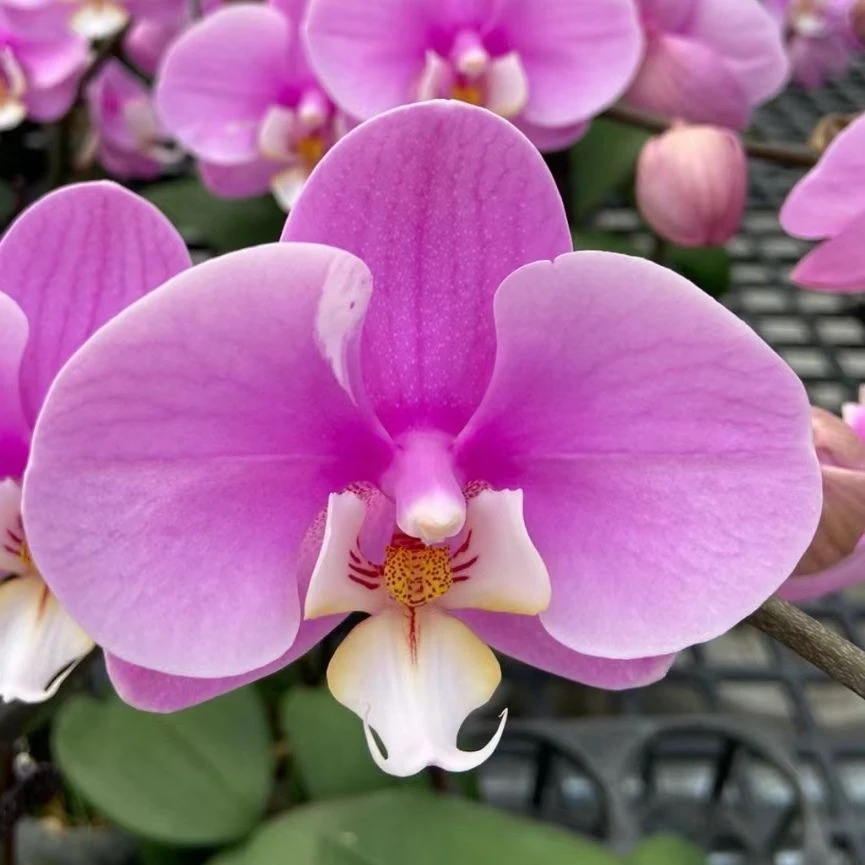 【安娜】欧品大花型粉色系蝴蝶兰带花带苞3.0单剑花期长