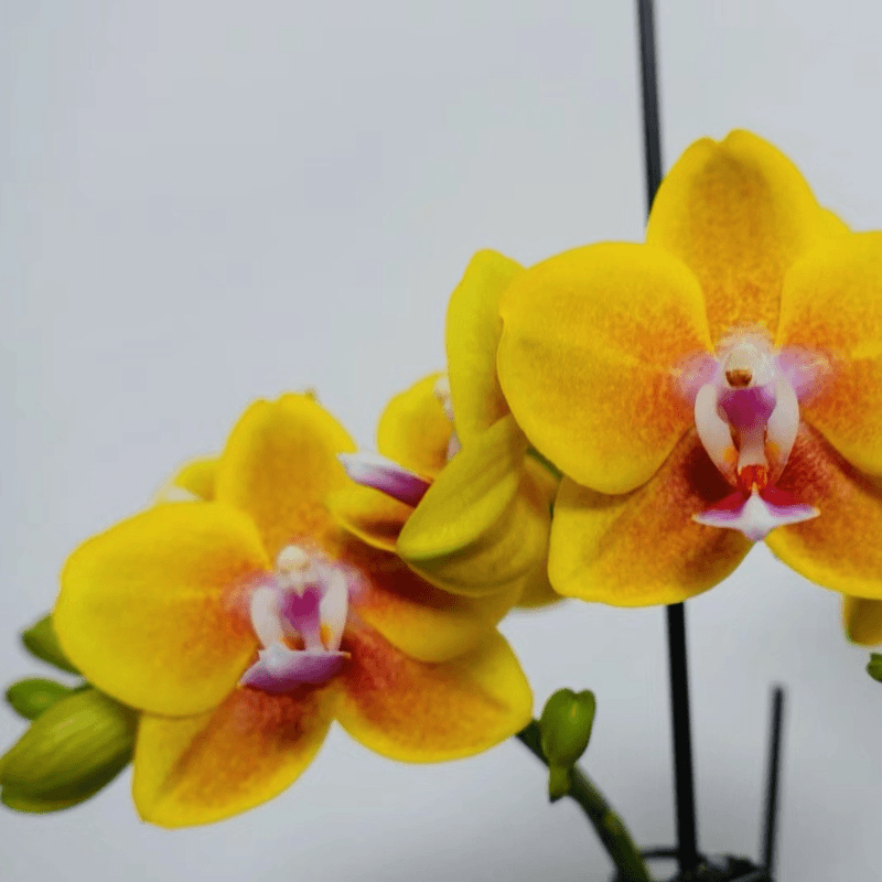 【香水黄金】带香味中花型蜡质花蝴蝶兰双剑带花带苞2.8杯花期半年