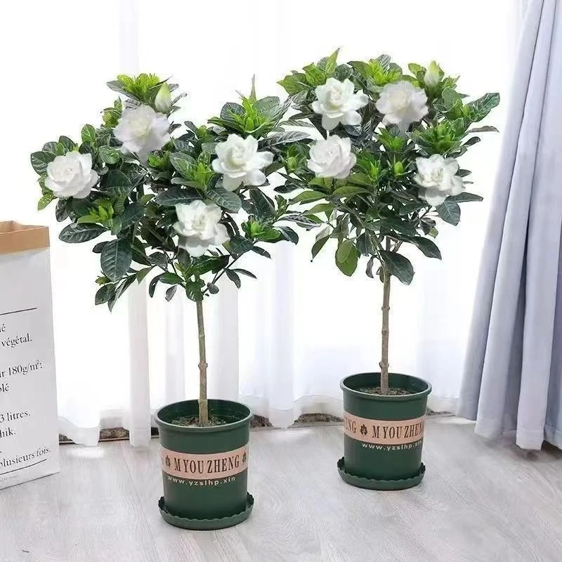 栀子花棒棒糖绿植物开花客厅办公室内外摆放好养护冬季年货节耐旱