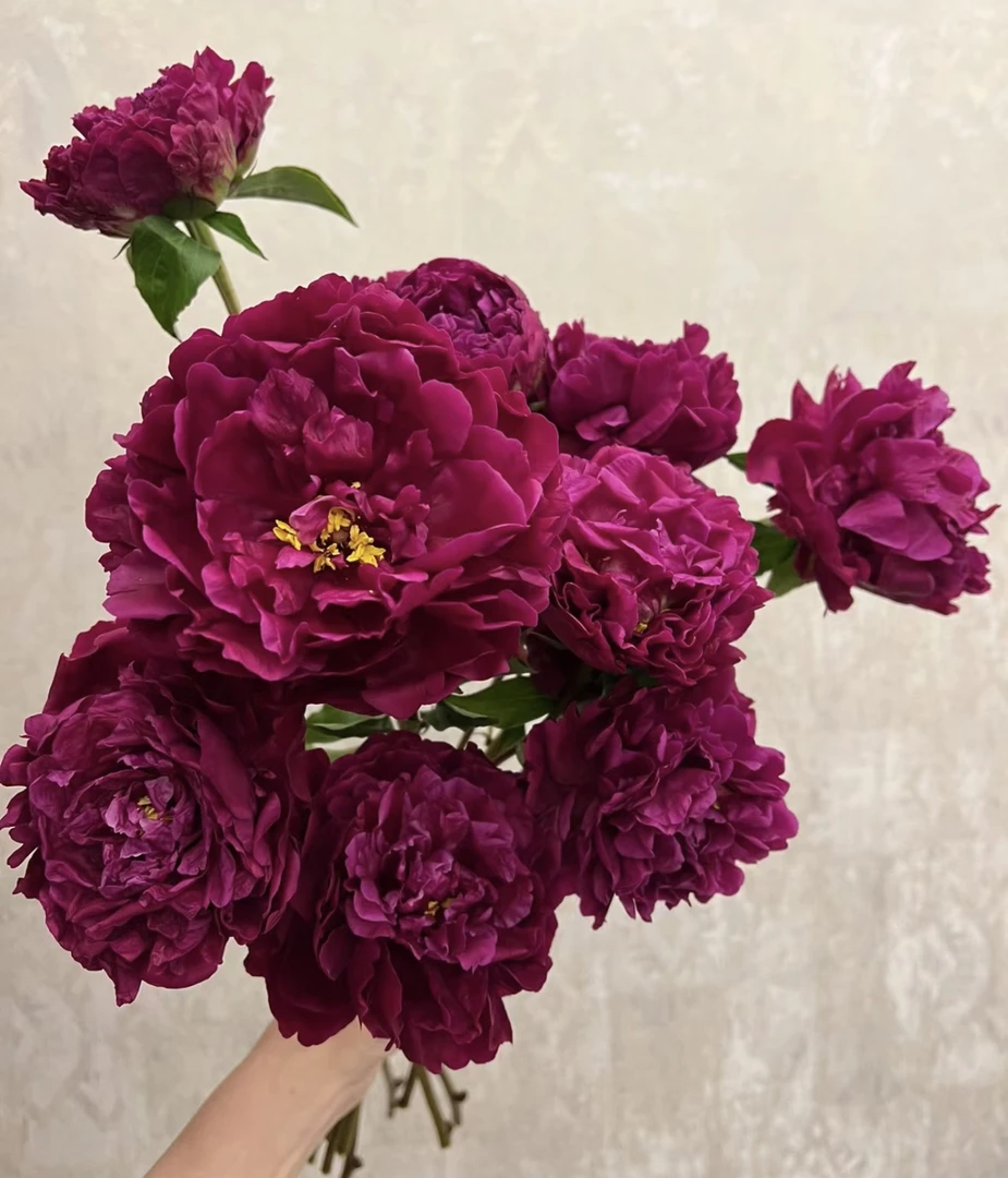 紫檀生烟  芍药花苗原盆原土发货