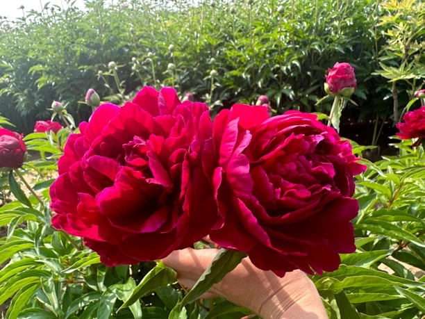 红玫瑰芍药。 8芽规格  新品种大红色 红玫瑰芍药种苗 裸根发货。
