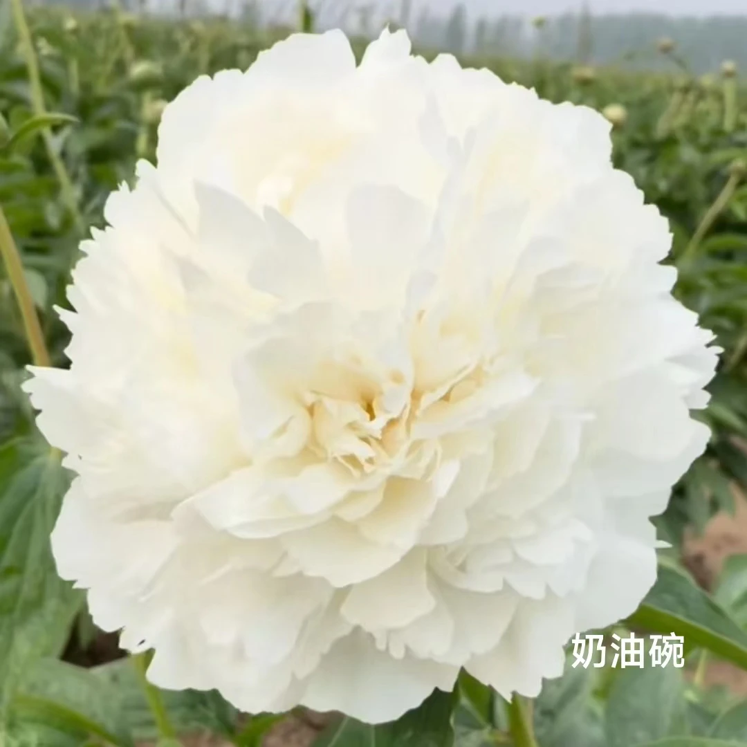 进口芍药品种奶油碗 菏泽基地直发 原盆原土发货