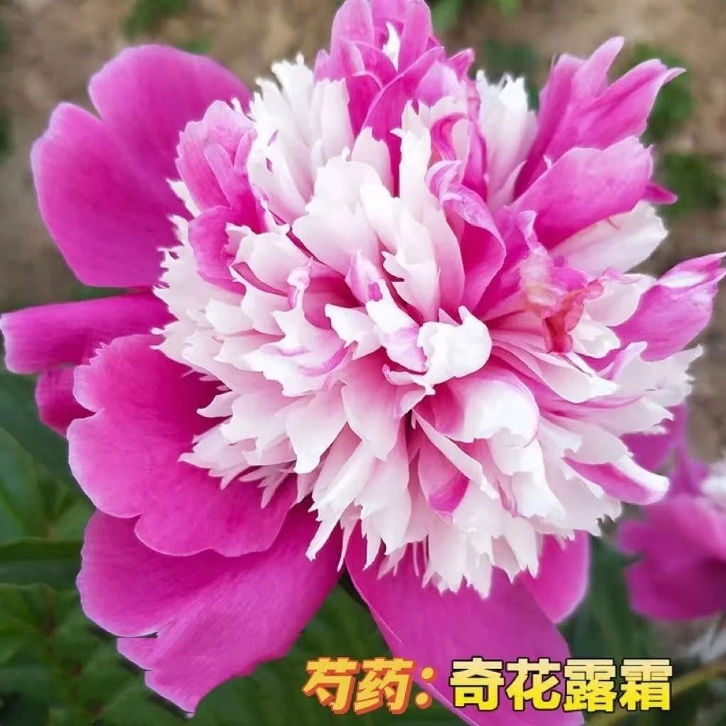 奇花露霜芍药  复色系芍药原盆原土发货