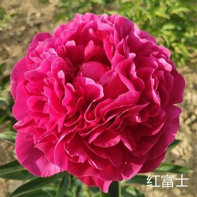 红富士  进口芍药花苗。 红色系芍药。 裸跟发货。