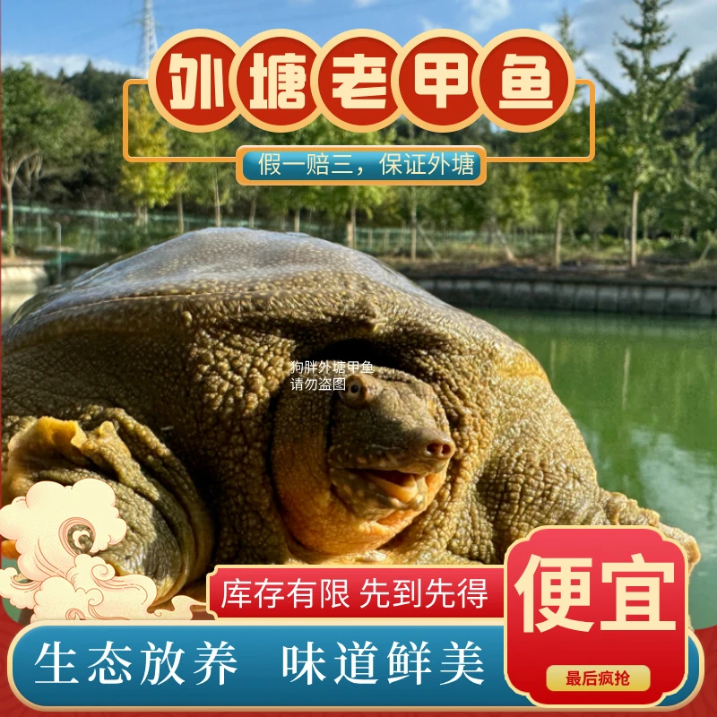 【生态外塘甲鱼3】鲜活甲鱼青背天然甲鱼水鱼包活包邮3