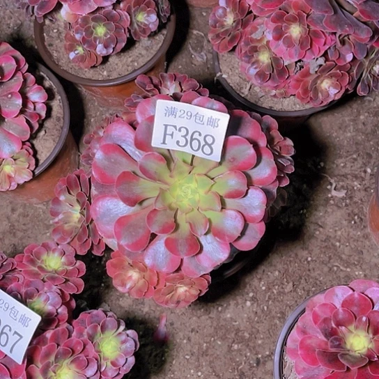 368美杜莎多肉植物