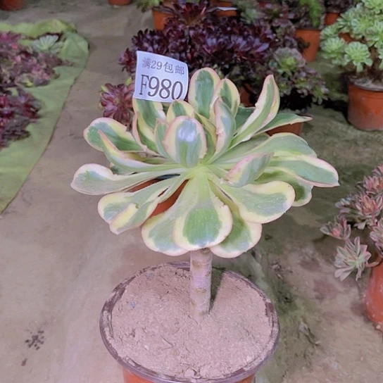 980艳姿多肉植物