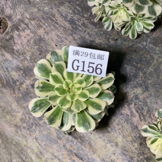 156迈巴赫多肉植物