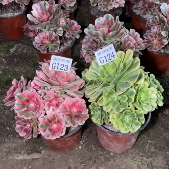 123 124粉女巫  绿豆沙多肉植物