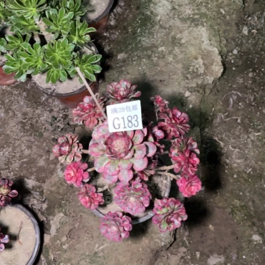 183红铜白多肉植物