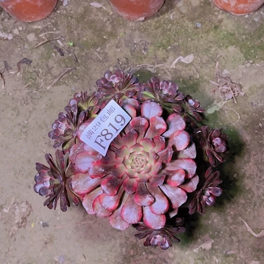 819烟花多肉植物