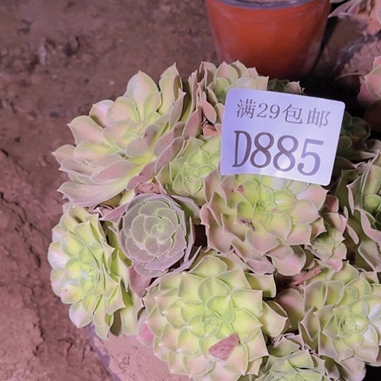 885韶华多肉植物