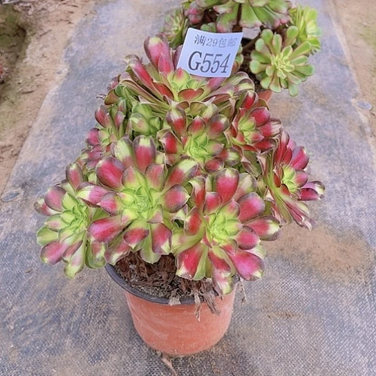 554韶华多肉植物