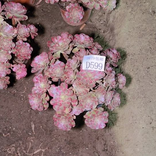 599安娜多肉植物